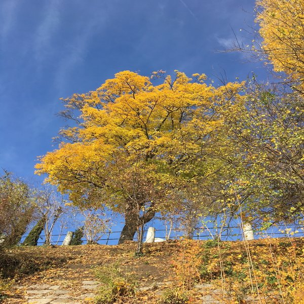 Herbstbaum